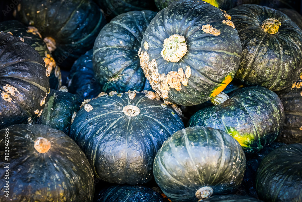 Kürbis, Black Lamp, Cucurbita maxima, Speisekürbis, Kürbisernte, Kürbismarkt, Kürbisfest, Kürbisrezepte, Herbstmarkt, Herbstfest, Herbst, Schweiz Kürbis, Black Lamp, Cucurbita maxima, Speisekürbis, Kürbisernte, Kürbismarkt, Kürbisfest, Kürbisrezepte, Herbstmarkt, Herbstfest, Herbst, Schweiz