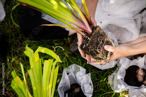 a woman repots aquatic plants, uses special fleece photo