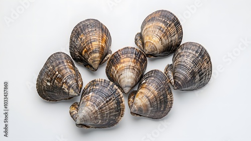 Asari clams on a white background. 