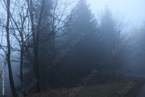 Bosco immerso nella nebbia photo