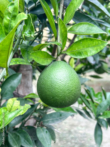 Green grapefruit with green leaves natural picture photo