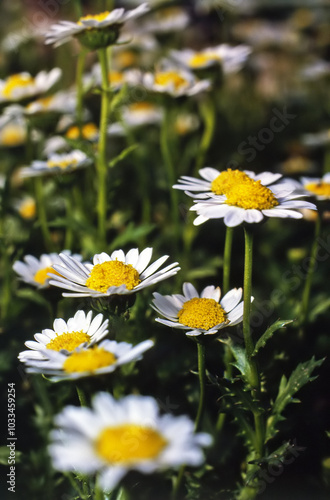 Field of Daisies