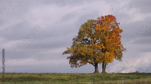 tree in autumn