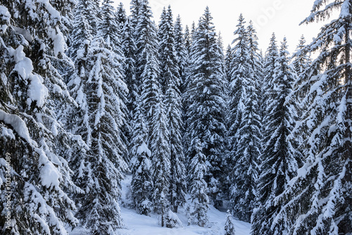 Tall firs blanketed in snow are bathed in the soft, golden light of sunset. The forest feels serene and magical, with the day last light filtering through