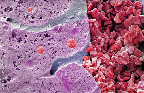Liver vein, SEM