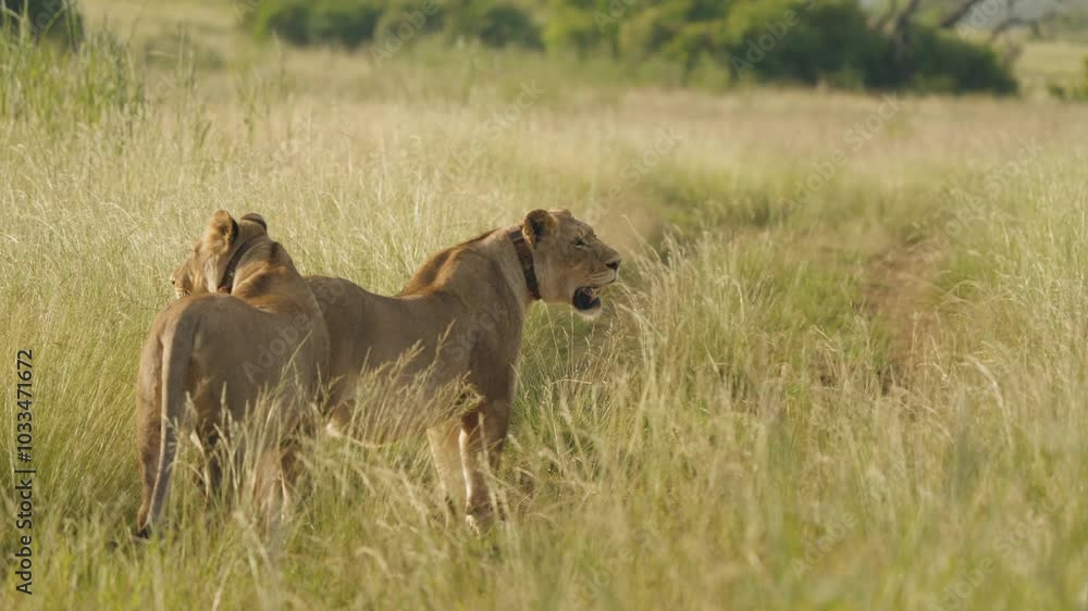 Two lionesses tread gracefully along a dirt road in the heart of the African savannah, their powerful forms moving in unison as they explore their territory. Two lionesses tread gracefully along a dirt road in the heart of the African savannah, their powerful forms moving in unison as they explore their territory.