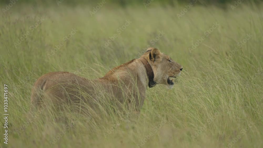 A lioness, barely visible among the tall grasses of the African savannah, moves stealthily, her keen eyes scanning the horizon in search of her next prey, blending seamlessly into the wild landscape. A lioness, barely visible among the tall grasses of the African savannah, moves stealthily, her keen eyes scanning the horizon in search of her next prey, blending seamlessly into the wild landscape.