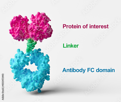 Antibody Fc fusion protein structure, illustration photo