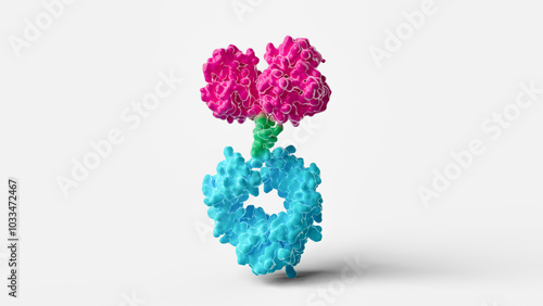 Antibody Fc fusion protein structure, illustration