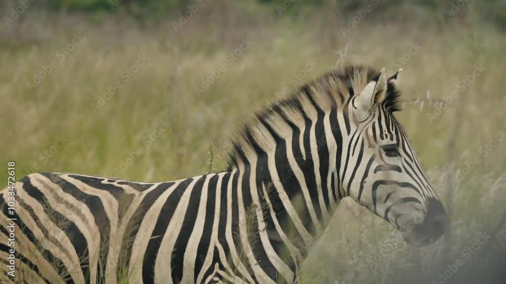 In the tall grasses of the African savannah, a zebra forages peacefully, its striking black-and-white stripes blending seamlessly into the lush landscape. In the tall grasses of the African savannah, a zebra forages peacefully, its striking black-and-white stripes blending seamlessly into the lush landscape.