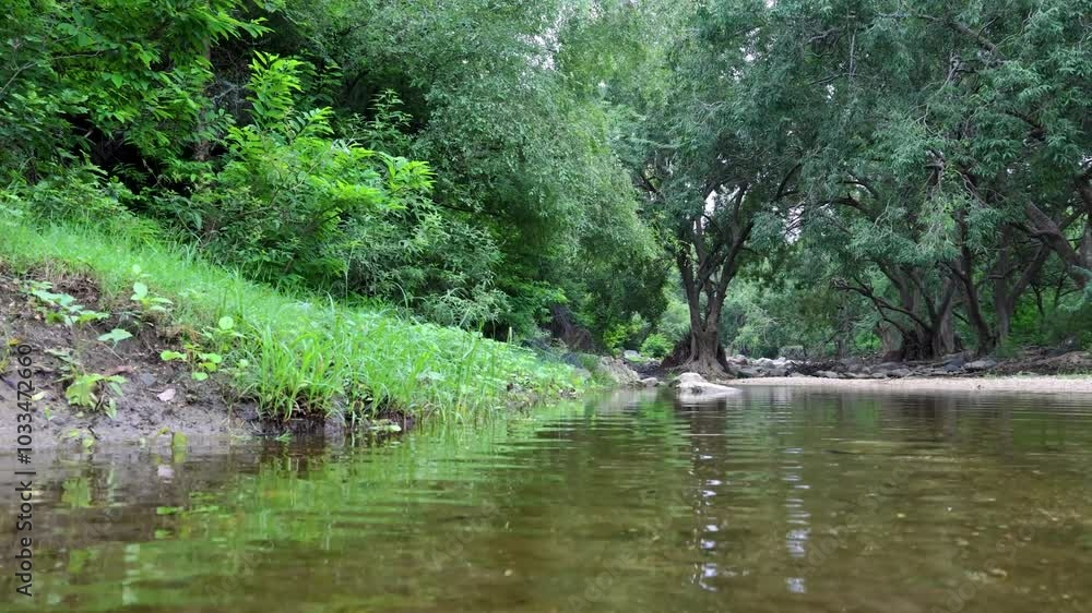 Tranquil Rainforest Scene with Calm river Water and Dense Greenery at Morning Tranquil Rainforest Scene with Calm river Water and Dense Greenery at Morning
