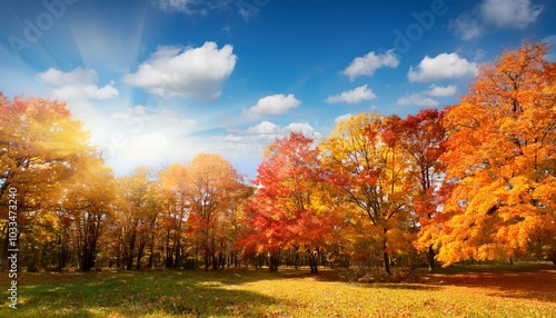 青空の下紅葉したカエデの林