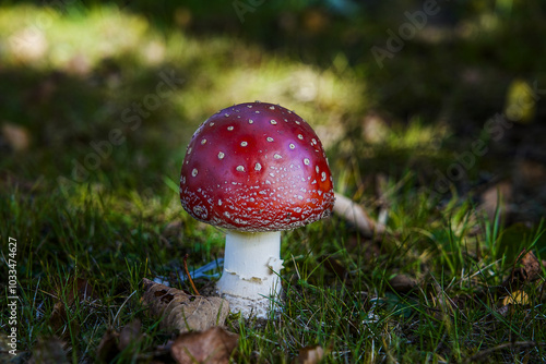 fly agaric mushroom photo