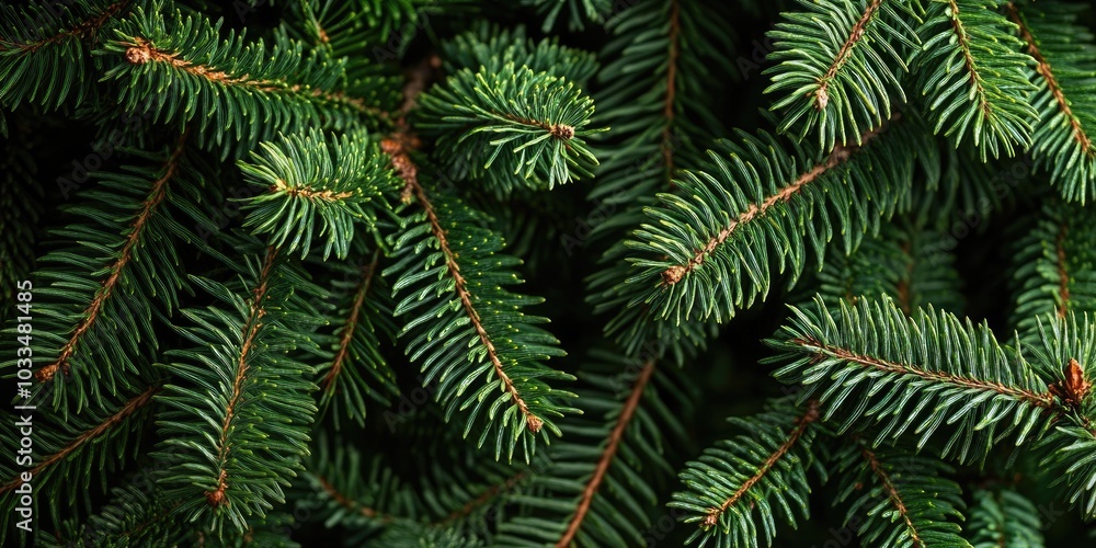 Background of Christmas fir tree branches. Wallpaper of Christmas pine tree. Copyspace. Banner. Background of Christmas fir tree branches. Wallpaper of Christmas pine tree. Copyspace. Banner.
