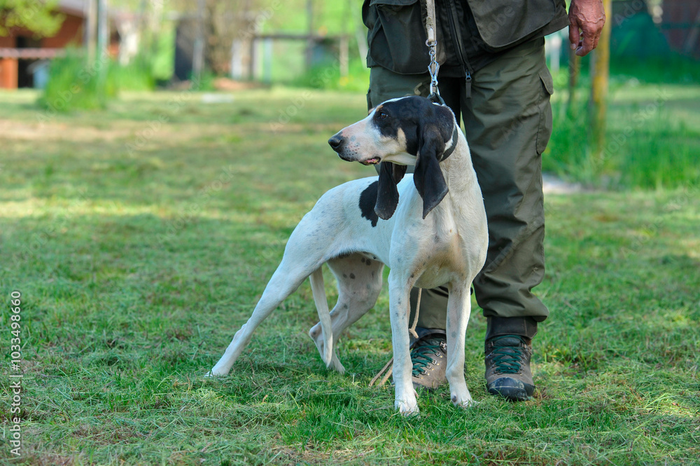 Cane da caccia Cane da caccia