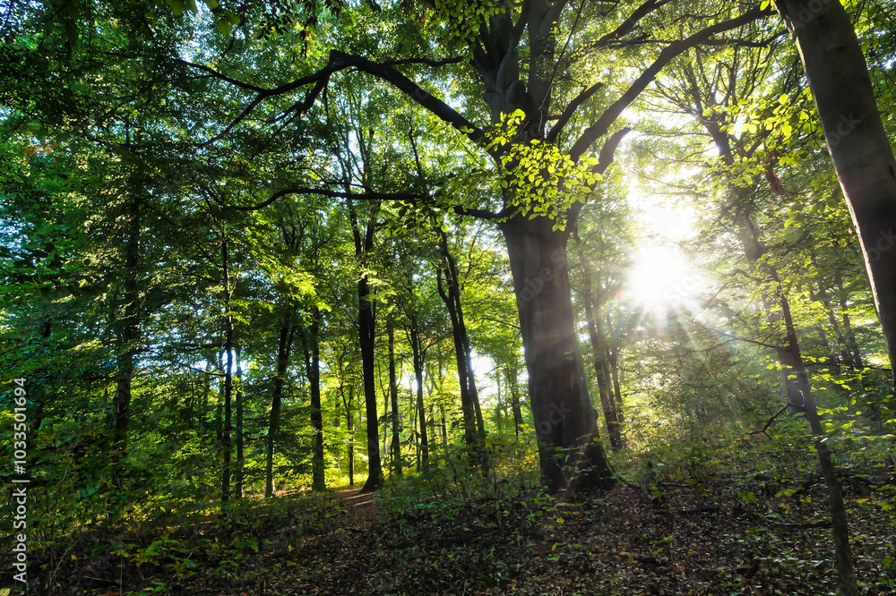 Obraz premium Wald, Baum, Forest, Sonne, Herbst Shinrin Yoku, Tree, Herbst, Autumn, Waldbaden, green, landschaft, holz, herbst, blatt, pfad, gehen, laub, natur, way, baum, sonnenlicht, dschungel, 