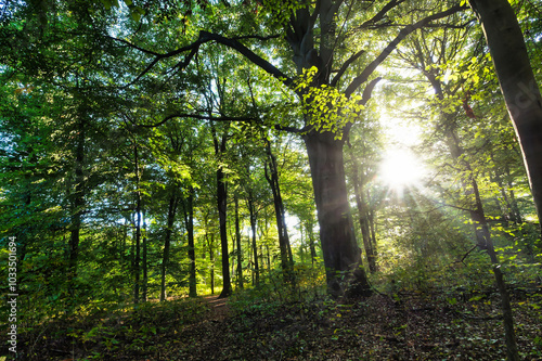 Wald, Baum, Forest, Sonne, Herbst Shinrin Yoku, Tree, Herbst, Autumn, Waldbaden, green, landschaft, holz, herbst, blatt, pfad, gehen, laub, natur, way, baum, sonnenlicht, dschungel, 