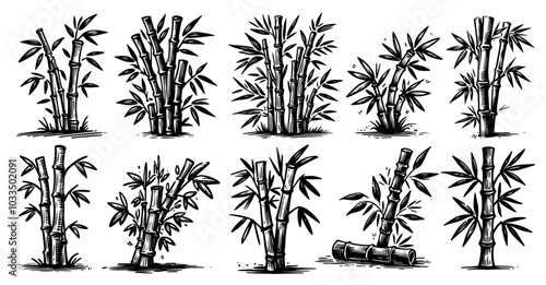 hand-drawn bamboo illustrations in black vector style for natural design concepts
