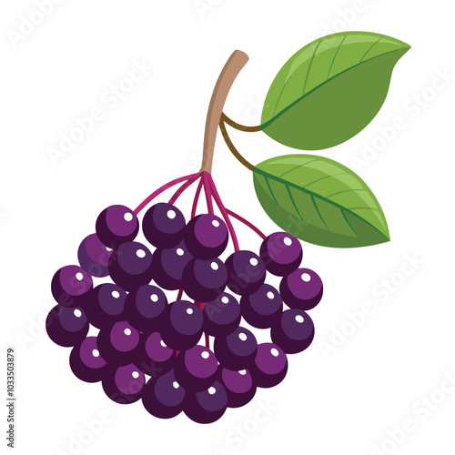 Juicy Elderberry vector illustration isolated on a white background