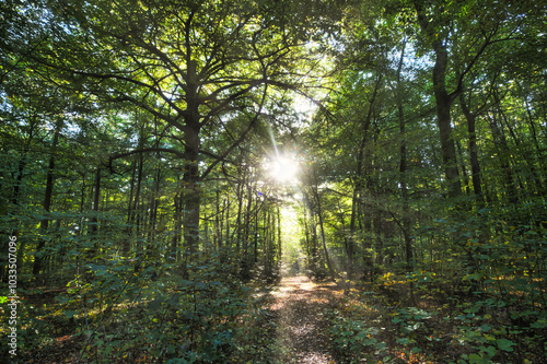 Wald, Baum, Forest, Sonne, Herbst Shinrin Yoku, Tree, Herbst, Autumn, Waldbaden, green, landschaft, holz, herbst, blatt, pfad, gehen, laub, natur, way, baum, sonnenlicht, dschungel, 