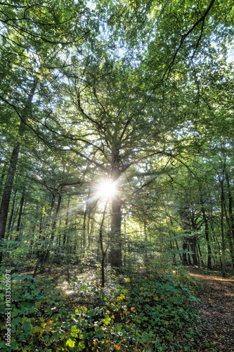 Wald, Baum, Forest, Sonne, Herbst Shinrin Yoku, Tree, Herbst, Autumn, Waldbaden, green, landschaft, holz, herbst, blatt, pfad, gehen, laub, natur, way, baum, sonnenlicht, dschungel, 