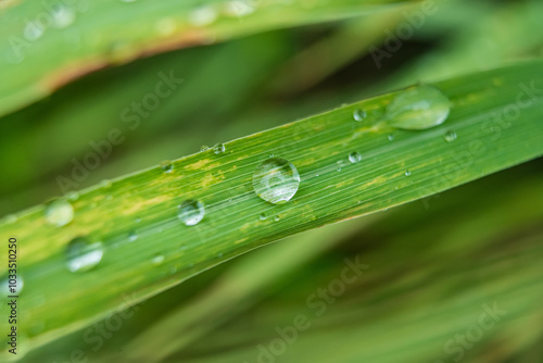 Fresh Raindrops on Green Leaf