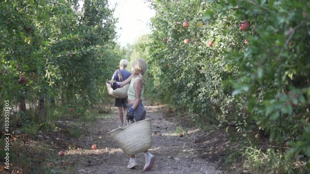 A boy and a girl with wicker baskets in their hands are walking through a pomegranate orchard and looking for ripe fruit on a tree A boy and a girl with wicker baskets in their hands are walking through a pomegranate orchard and looking for ripe fruit on a tree