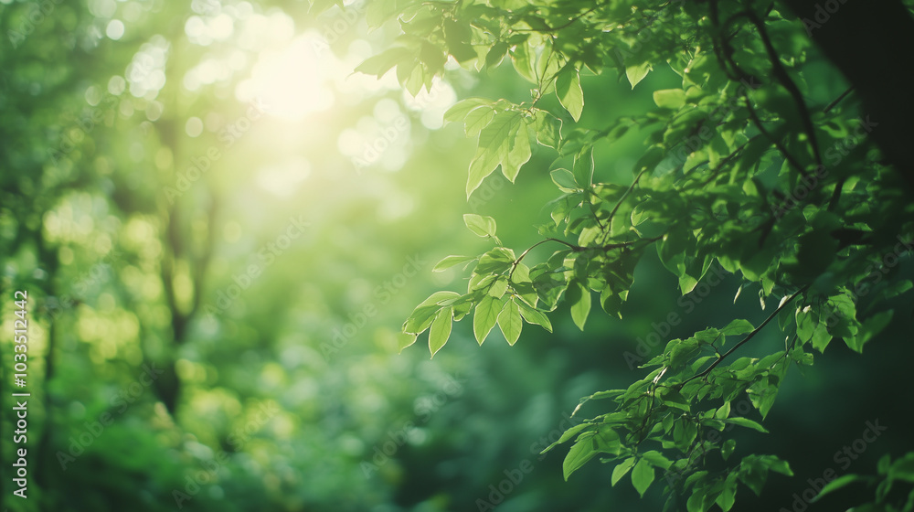 Lush Green Forest as a Peaceful Natural Background