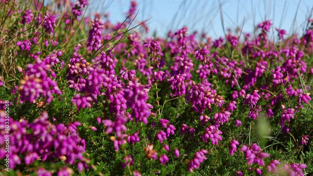 Vibrant Flowering Plant Of Bell Heather (Erica cinerea). Selective Focus Shot Vibrant Flowering Plant Of Bell Heather (Erica cinerea). Selective Focus Shot