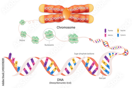 Chromosome structure, Histone and DNA(Deoxyribonucleic Acid). Thymine, Adenine, Guanine, Cytosine, Sugar phosphate backbone, base pair and gene.