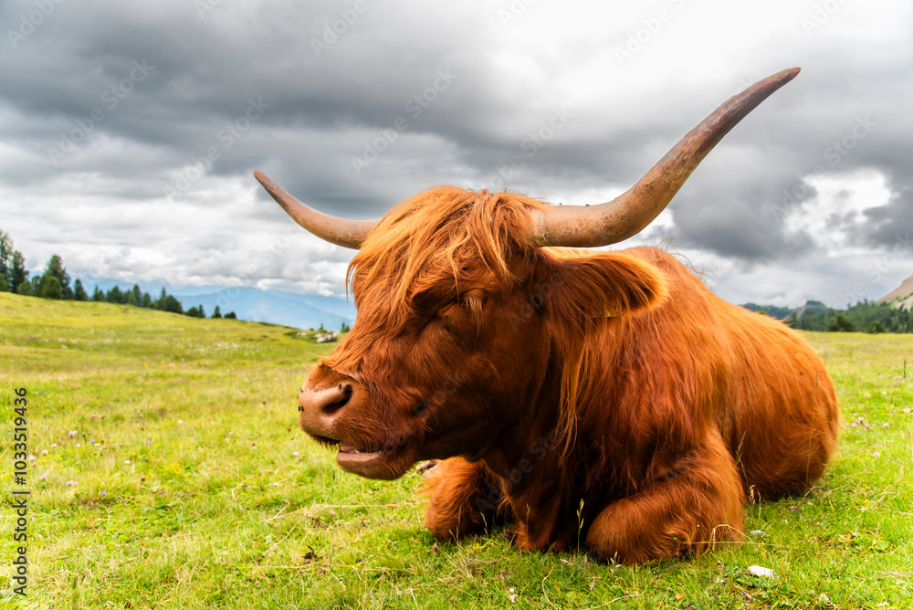 Highland cow grazing in a meadow in the Dolomites in Italy. Highland cow grazing in a meadow in the Dolomites in Italy.