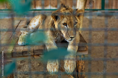 Close-up portrait of a lion in a zoo photo