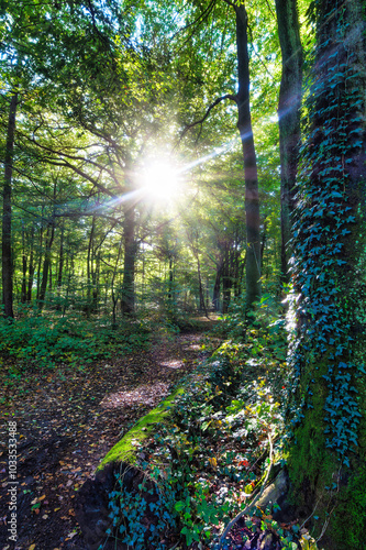 Wald, Baum, Forest, Sonne, Herbst Shinrin Yoku, Tree, Herbst, Autumn, Waldbaden, green, landschaft, holz, herbst, blatt, pfad, gehen, laub, natur, way, baum, sonnenlicht, dschungel,