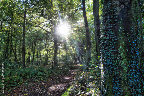 Wald, Baum, Forest, Sonne, Herbst Shinrin Yoku, Tree, Herbst, Autumn, Waldbaden, green, landschaft, holz, herbst, blatt, pfad, gehen, laub, natur, way, baum, sonnenlicht, dschungel,