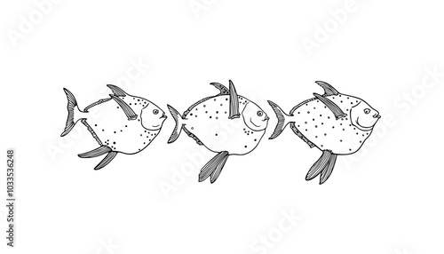 Vector illustration of hand drawn three moonfishes in a row made with ink. Beautiful drawing, graphic style. Perfect print for any business related to the fish industry.