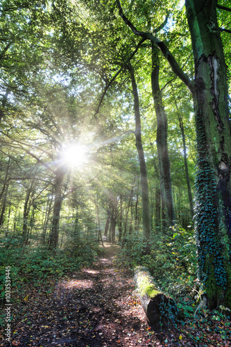 Wald, Baum, Forest, Sonne, Herbst Shinrin Yoku, Tree, Herbst, Autumn, Waldbaden, green, landschaft, holz, herbst, blatt, pfad, gehen, laub, natur, way, baum, sonnenlicht, dschungel,