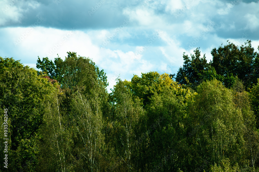 A view of lush green trees with leafy branches reaching up against a bright, partly cloudy sky. Natural light highlights the vibrant greenery, creating a fresh and peaceful atmosphere. A view of lush green trees with leafy branches reaching up against a bright, partly cloudy sky. Natural light highlights the vibrant greenery, creating a fresh and peaceful atmosphere.