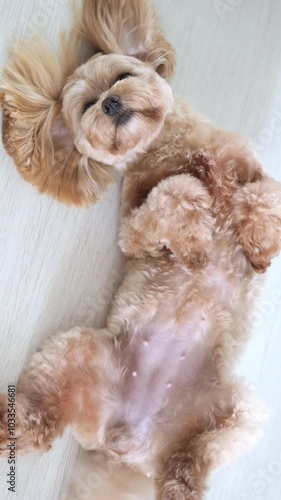 A funny dog is lying on the floor after grooming. A well-groomed maltese for a photo shoot. Enjoying the dog's life. The belly of a dog. Pet Day. Storytelling