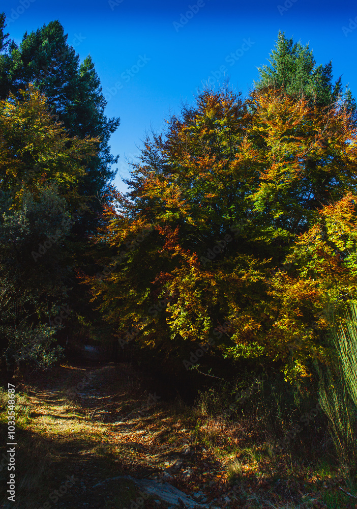 A narrow, shaded path winds through a forest with vibrant autumn foliage on trees, illuminated by sunlight under a clear blue sky A narrow, shaded path winds through a forest with vibrant autumn foliage on trees, illuminated by sunlight under a clear blue sky