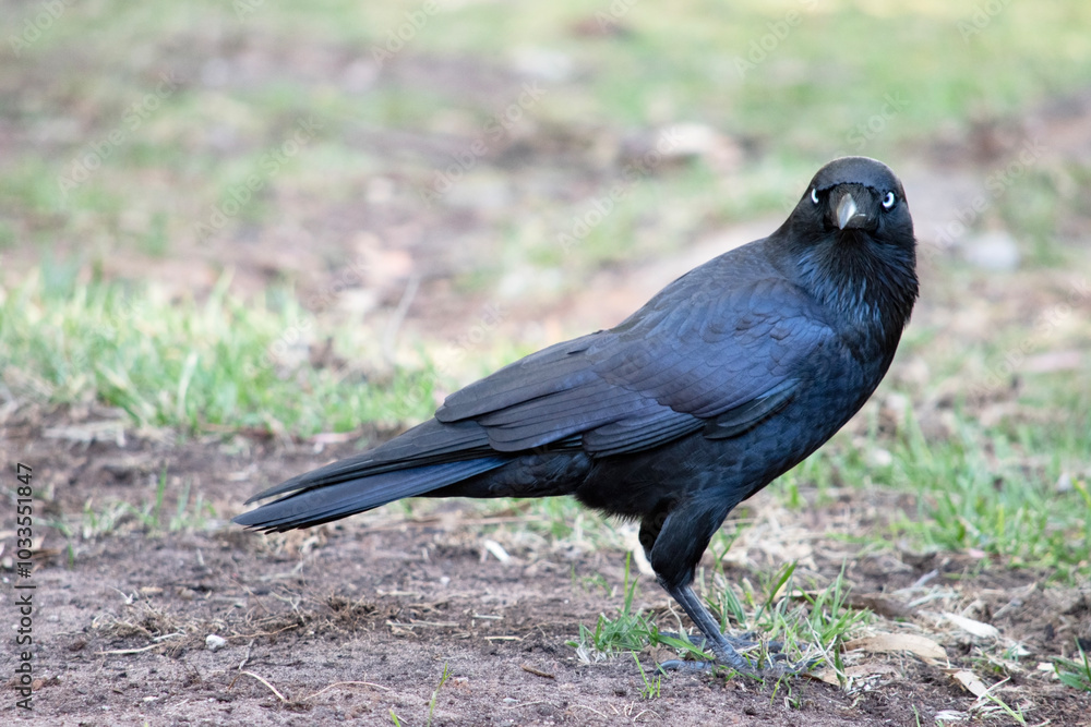 Obraz premium the Australian raven is a black bird with white eyes and grey feet and beak