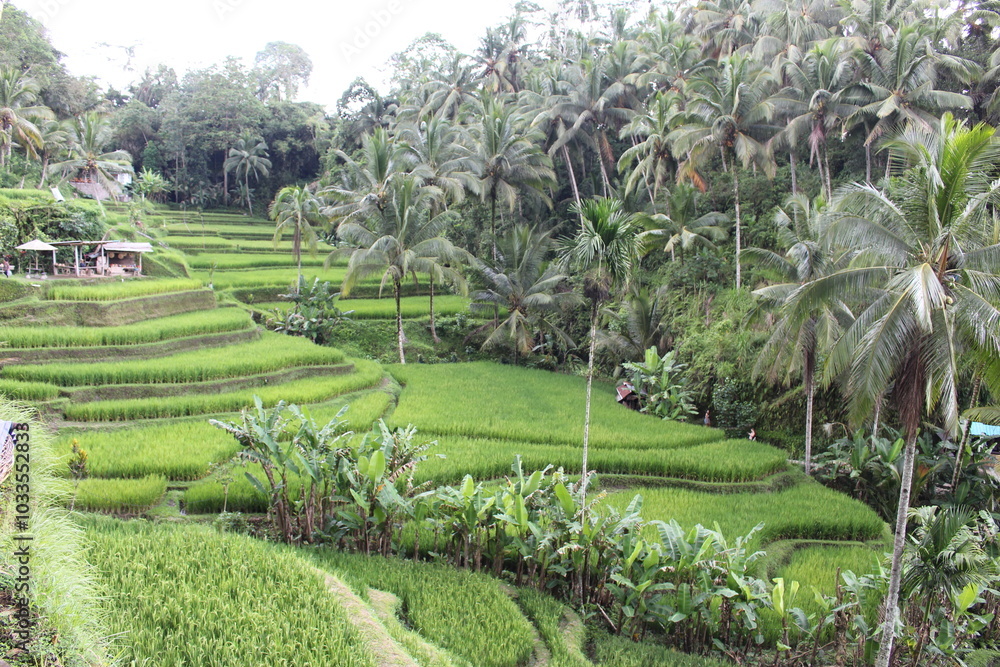 Bali Adventure Bali Adventure