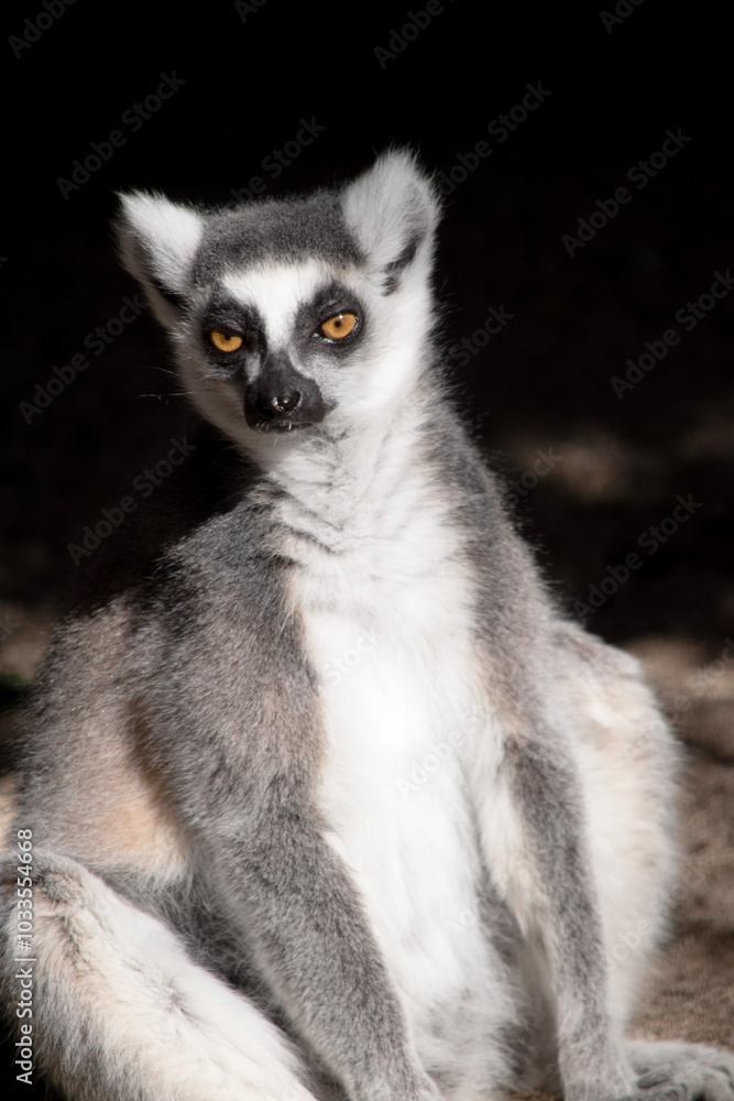 The Ring-tailed lemur backs is grey with grey limbs and dark grey heads and necks. They have long striped tails. The Ring-tailed lemur backs is grey with grey limbs and dark grey heads and necks. They have long striped tails.
