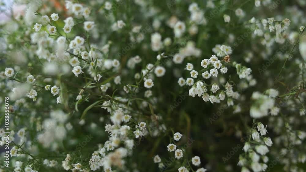 Gypsophila is a genus of flowering plants in the carnation family, Caryophyllaceae. They are native to Eurasia, Africa, Australia, and the Pacific Islands Gypsophila is a genus of flowering plants in the carnation family, Caryophyllaceae. They are native to Eurasia, Africa, Australia, and the Pacific Islands