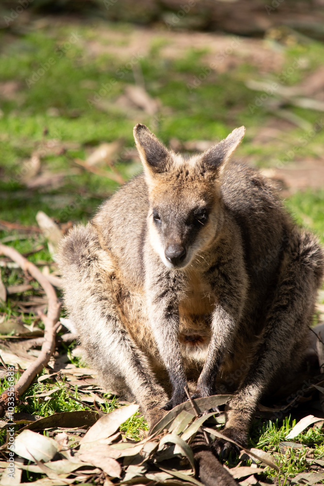 The swamp wallaby has dark brown fur, often with lighter rusty patches on the belly, chest and base of the ears. The swamp wallaby has dark brown fur, often with lighter rusty patches on the belly, chest and base of the ears.