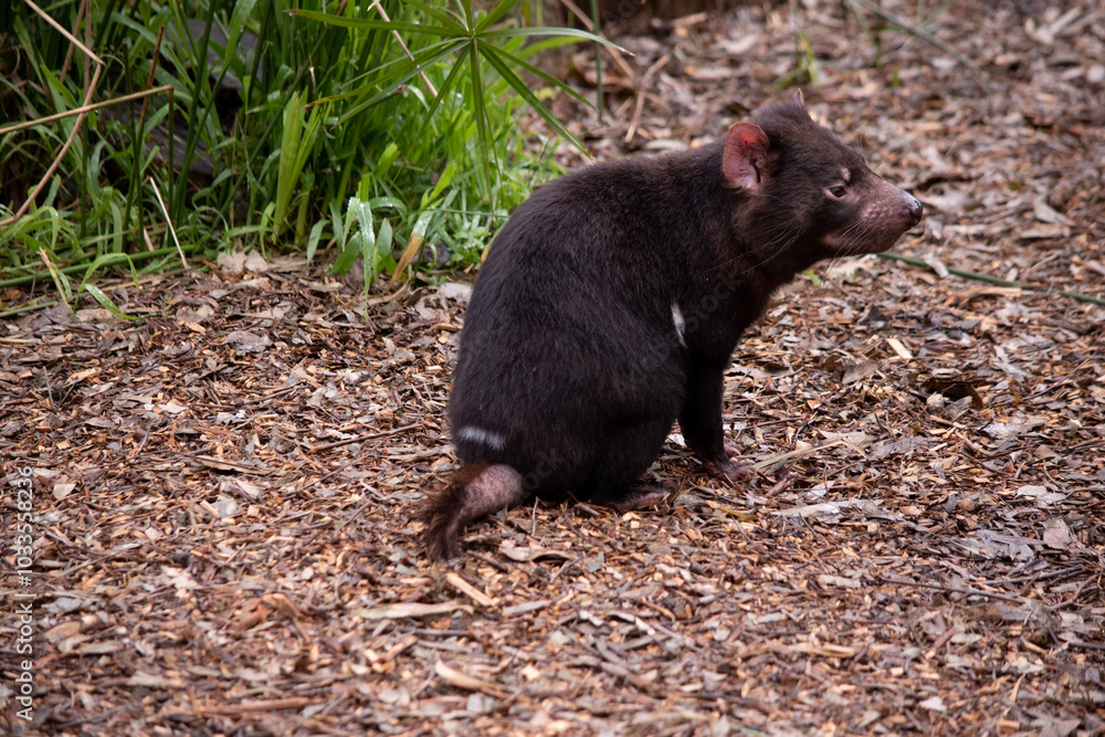 Tasmanian Devils are the size of a small dog. Devils have black fur with a large white stripe across their breast and the odd line on their back.. Tasmanian Devils are the size of a small dog. Devils have black fur with a large white stripe across their breast and the odd line on their back..