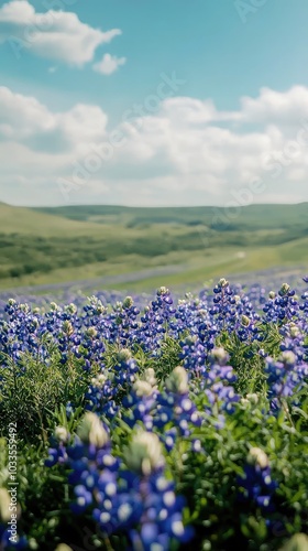 Captivating Field of Bluebonnets in Full Bloom