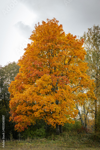 A colorful autumn tree with bright orange and yellow leaves contrasts with a cloudy sky. Another tree with paler leaves is visible in the background, adding depth. photo