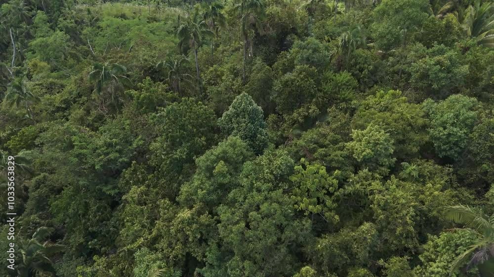 Drone flyover capturing the dense, jungle in Surigao City, with vibrant tropical foliage and pristine nature Drone flyover capturing the dense, jungle in Surigao City, with vibrant tropical foliage and pristine nature