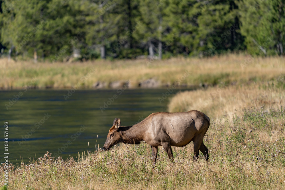 Fototapeta premium The elk (Cervus canadensis), or wapiti, is the second largest species within the deer family, Cervidae, Madison River West Entrance Road, Yellowstone National Park, Wyoming