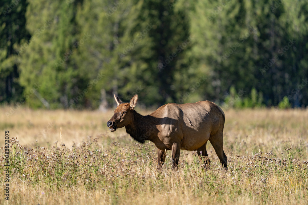The elk (Cervus canadensis), or wapiti, is the second largest species within the deer family, Cervidae, Madison River West Entrance Road, Yellowstone National Park, Wyoming The elk (Cervus canadensis), or wapiti, is the second largest species within the deer family, Cervidae, Madison River West Entrance Road, Yellowstone National Park, Wyoming